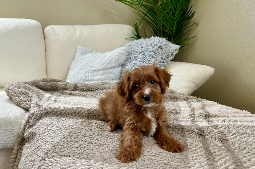 10 week old Cavapoo Puppy For Sale - Lone Star Pups