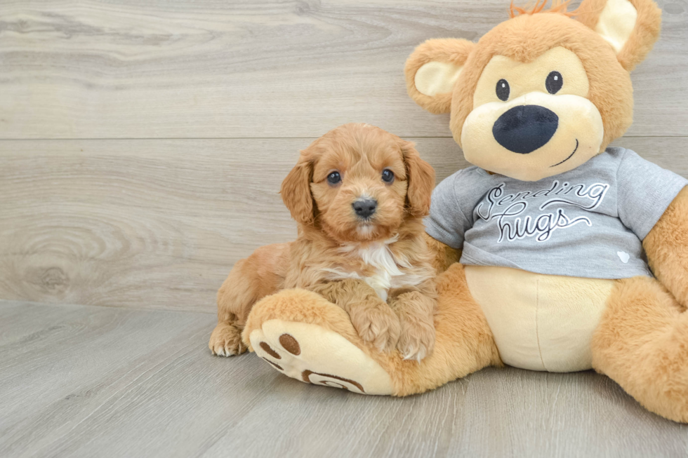 Fluffy Cavapoo Poodle Mix Pup