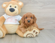 8 week old Cavapoo Puppy For Sale - Lone Star Pups