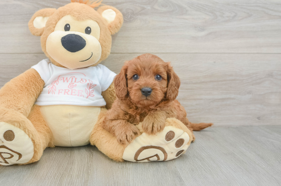 5 week old Cavapoo Puppy For Sale - Lone Star Pups