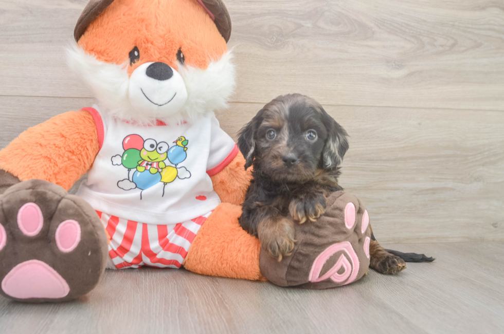 5 week old Cavapoo Puppy For Sale - Lone Star Pups