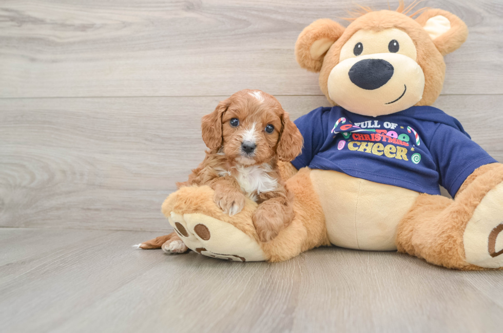 5 week old Cavapoo Puppy For Sale - Lone Star Pups