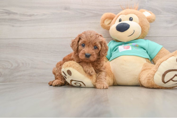 Cavapoo Pup Being Cute