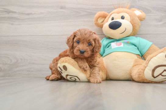 Cavapoo Pup Being Cute