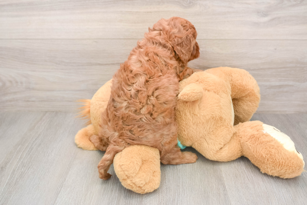 Cavapoo Pup Being Cute