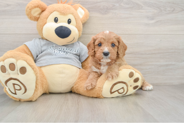 Cavapoo Puppy for Adoption