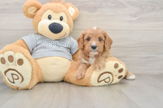 Cavapoo Puppy for Adoption