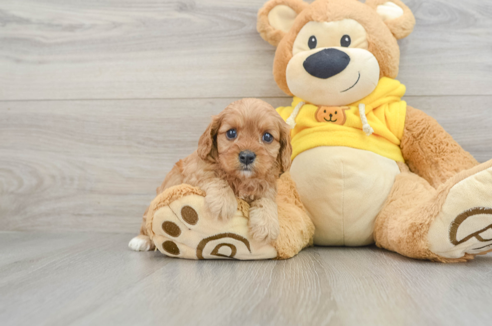 5 week old Cavapoo Puppy For Sale - Lone Star Pups