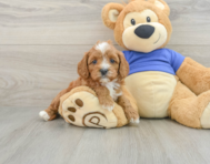 7 week old Cavapoo Puppy For Sale - Lone Star Pups