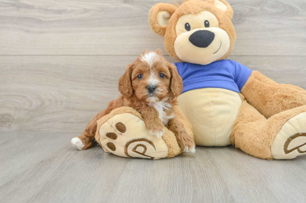 7 week old Cavapoo Puppy For Sale - Lone Star Pups