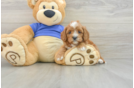 Cavapoo Pup Being Cute