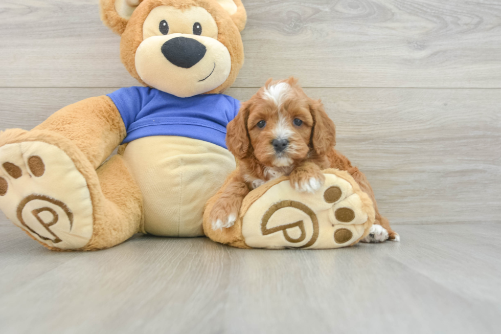 Cavapoo Pup Being Cute