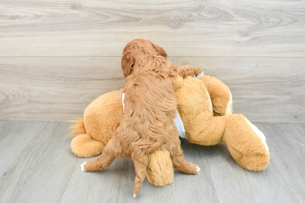 Sweet Cavapoo Baby