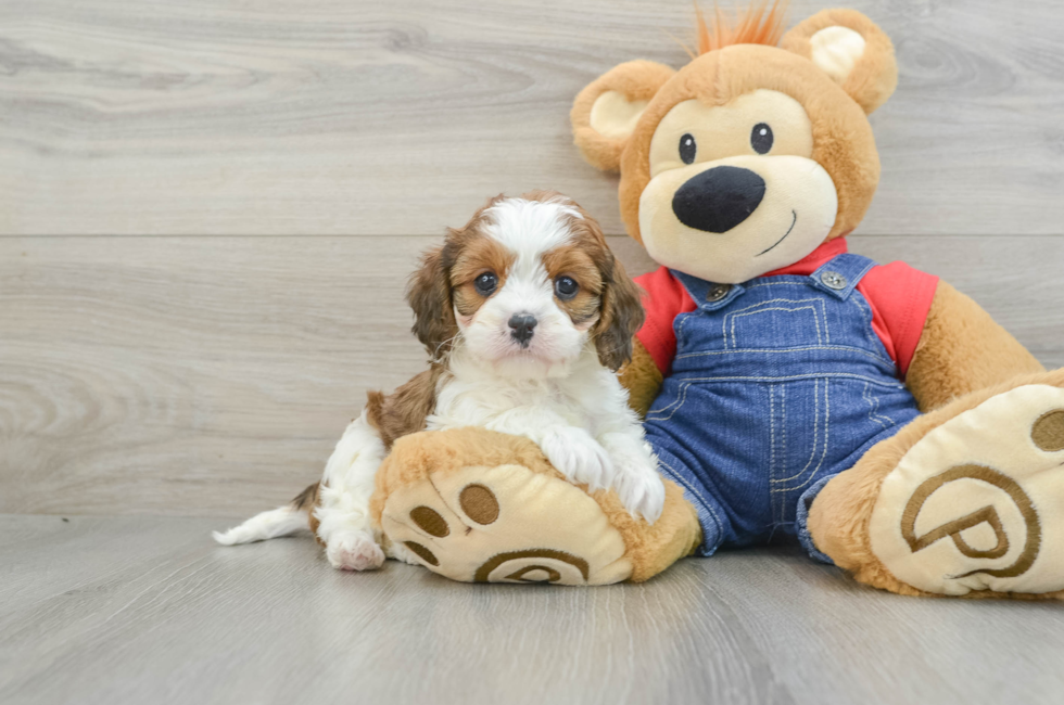 8 week old Cavapoo Puppy For Sale - Lone Star Pups