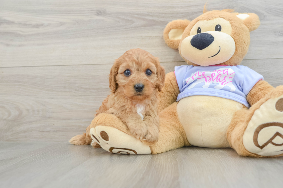 6 week old Cavapoo Puppy For Sale - Lone Star Pups