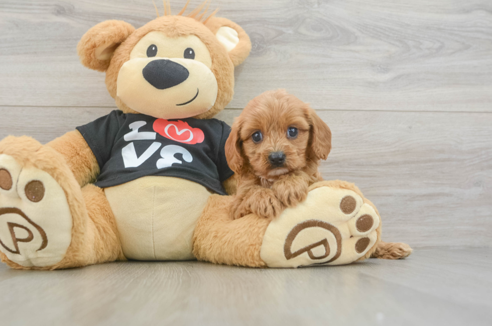6 week old Cavapoo Puppy For Sale - Lone Star Pups