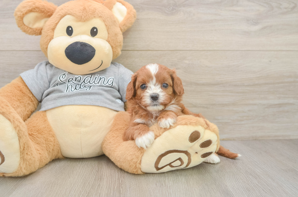 5 week old Cavapoo Puppy For Sale - Lone Star Pups