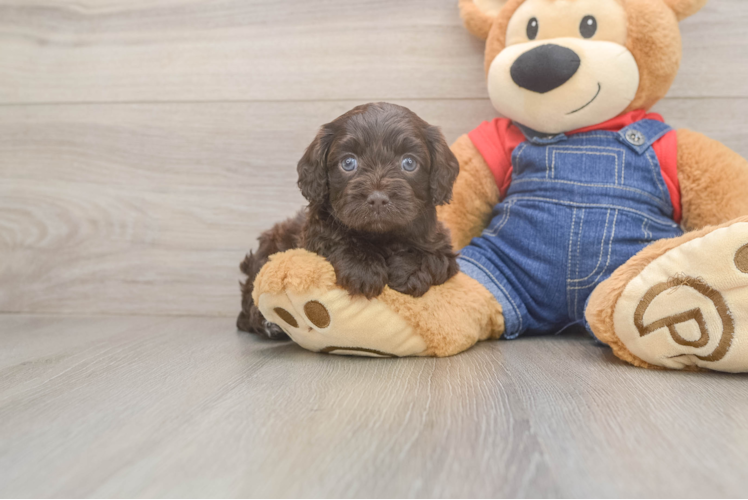 Petite Cavapoo Poodle Mix Pup