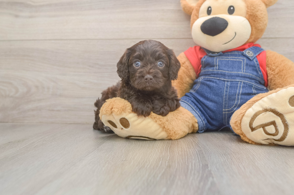 5 week old Cavapoo Puppy For Sale - Lone Star Pups