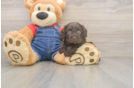 Little Cavipoo Poodle Mix Puppy
