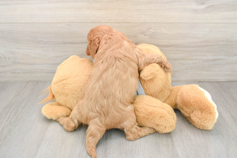Friendly Cavapoo Baby