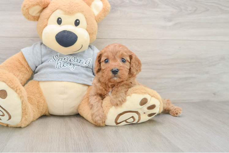 Cavapoo Puppy for Adoption