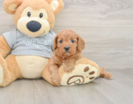 8 week old Cavapoo Puppy For Sale - Lone Star Pups
