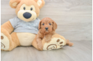 Cavapoo Puppy for Adoption