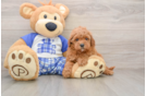 Petite Cavapoo Poodle Mix Pup