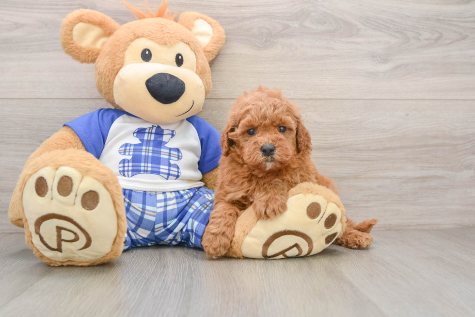 Petite Cavapoo Poodle Mix Pup