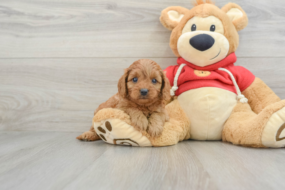 Smart Cavapoo Poodle Mix Pup