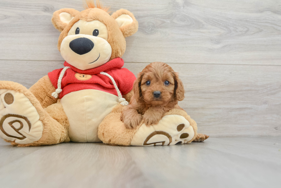 Popular Cavapoo Poodle Mix Pup