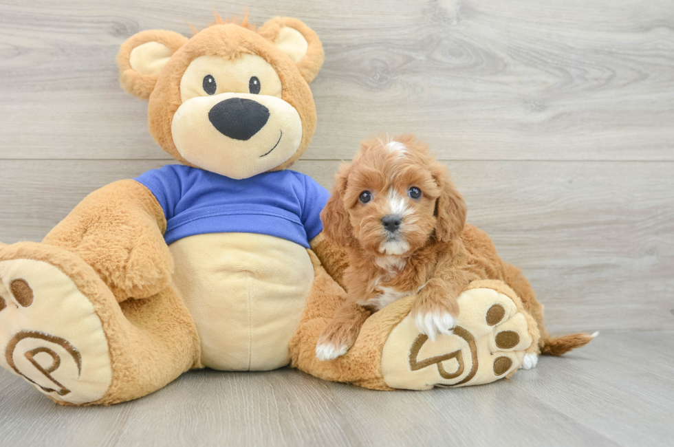 7 week old Cavapoo Puppy For Sale - Lone Star Pups