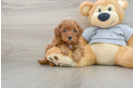 Cute Cavapoo Baby