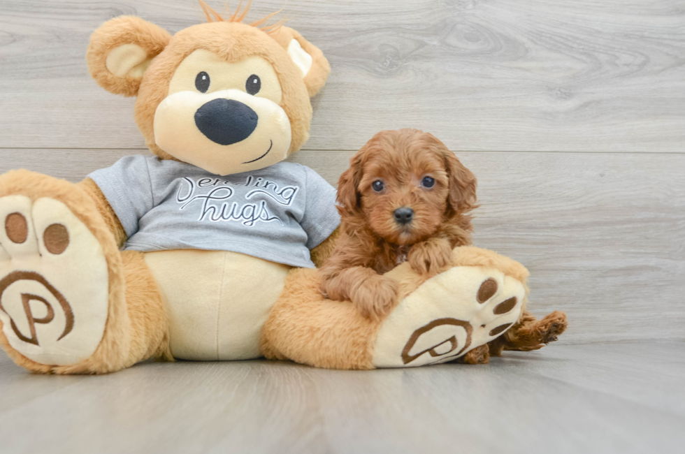 6 week old Cavapoo Puppy For Sale - Lone Star Pups