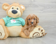 8 week old Cavapoo Puppy For Sale - Lone Star Pups