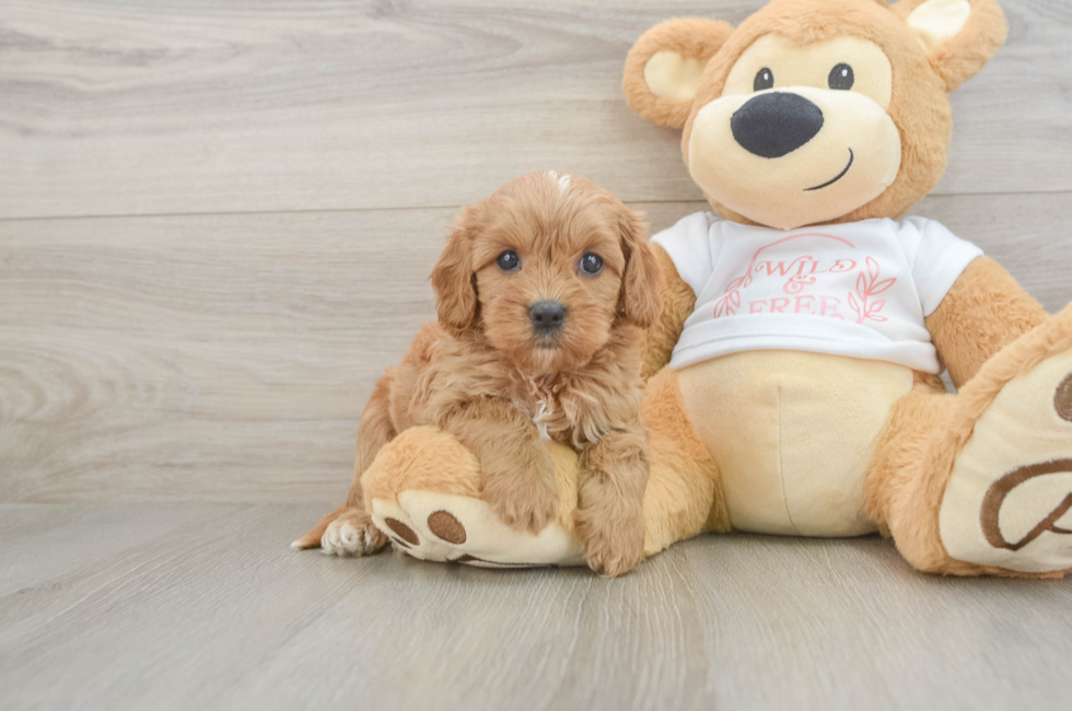 7 week old Cavapoo Puppy For Sale - Lone Star Pups