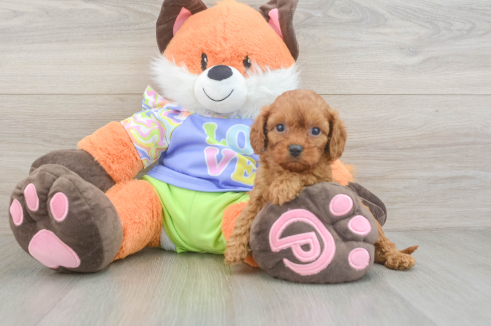 5 week old Cavapoo Puppy For Sale - Lone Star Pups