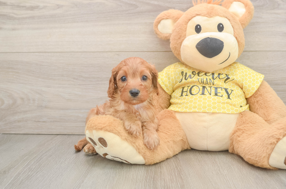 6 week old Cavapoo Puppy For Sale - Lone Star Pups