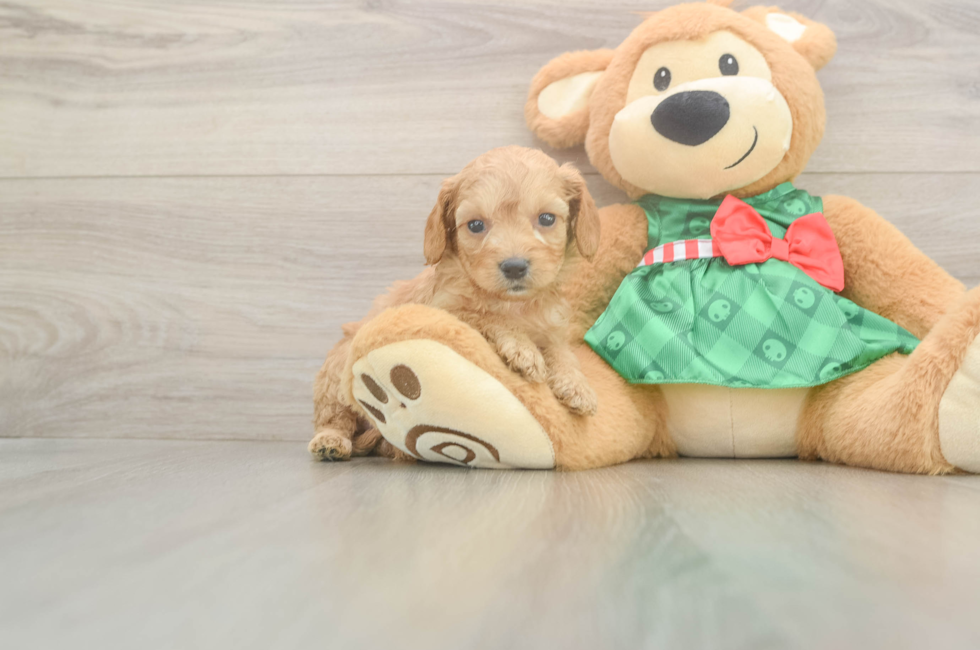 5 week old Cavapoo Puppy For Sale - Lone Star Pups