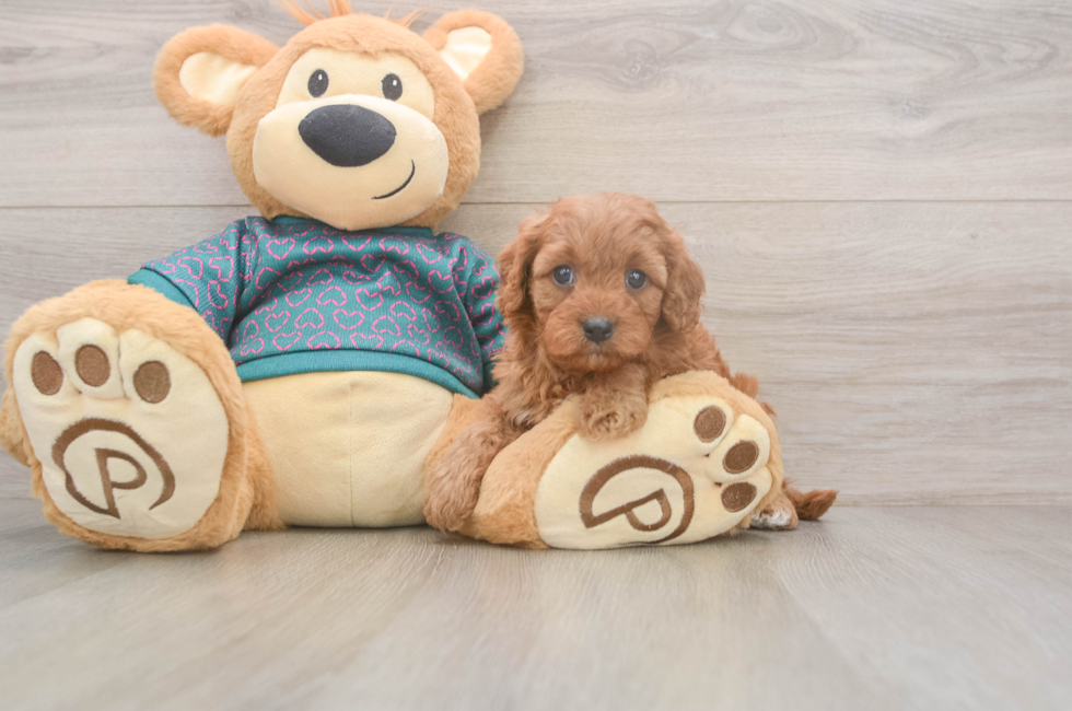 5 week old Cavapoo Puppy For Sale - Lone Star Pups