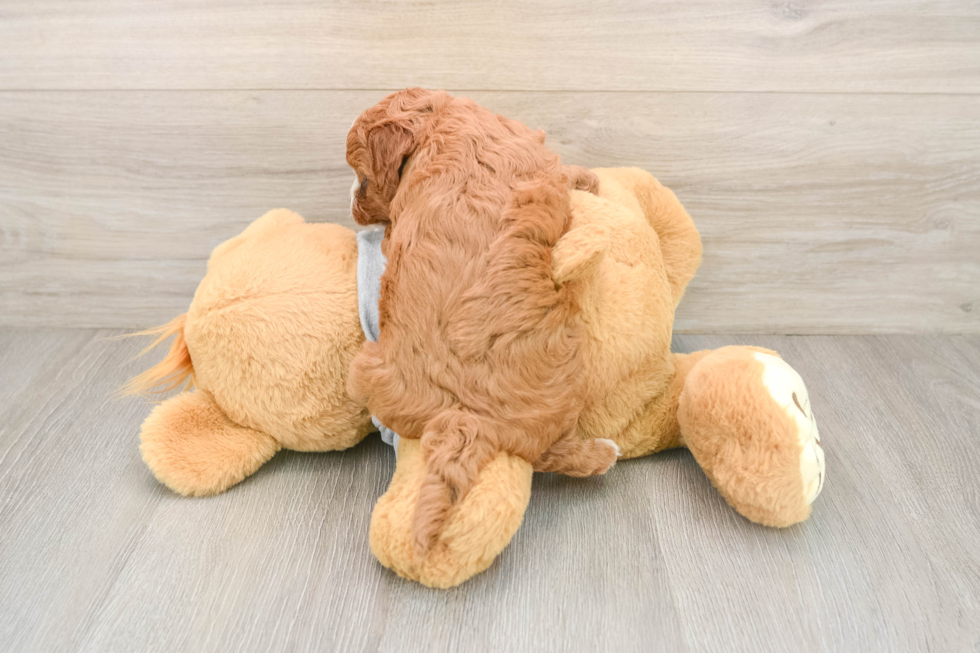Cavapoo Pup Being Cute