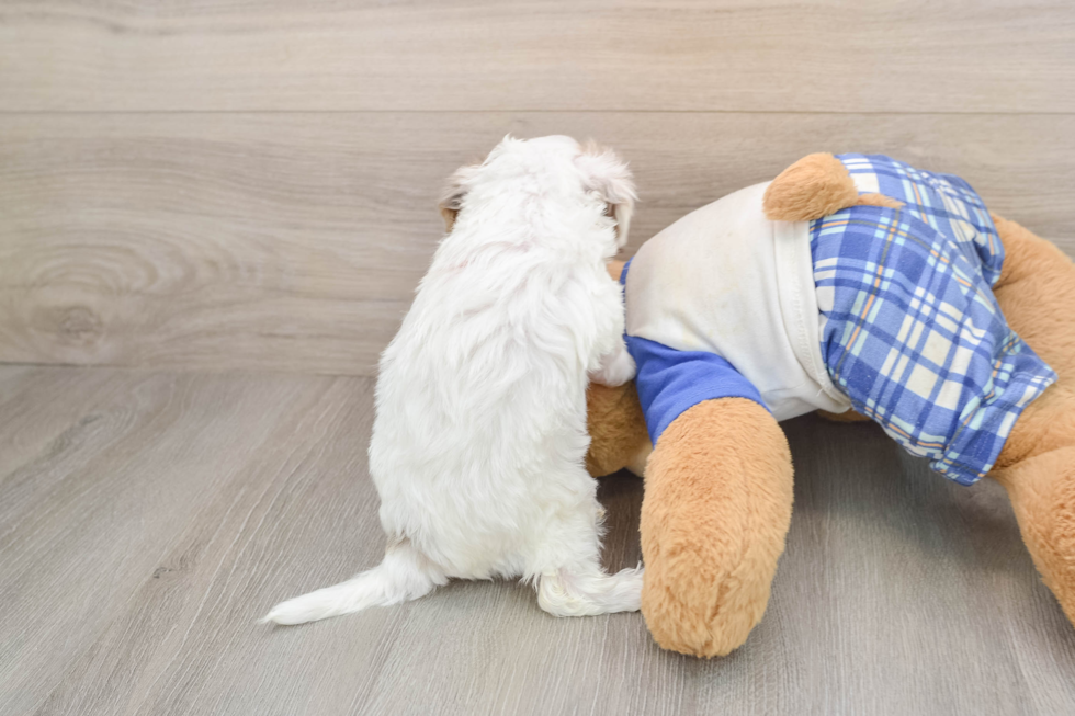 Best Cavapoo Baby