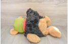 Best Cavapoo Baby