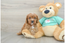 Best Cavapoo Baby