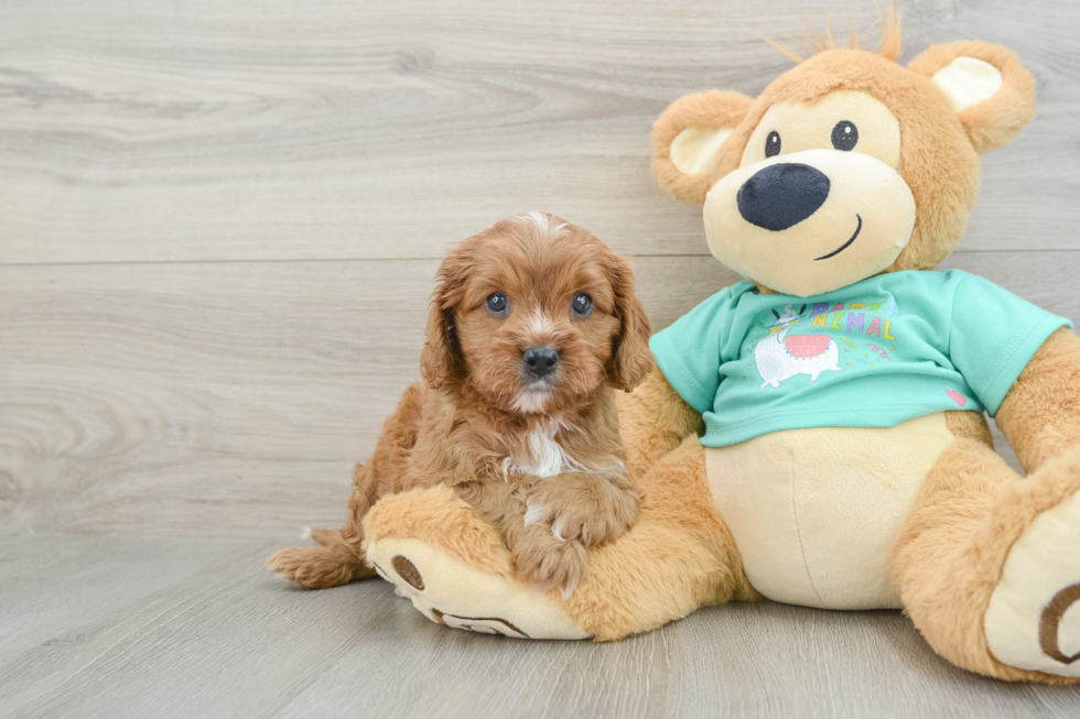 Best Cavapoo Baby