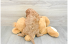 Cavapoo Puppy for Adoption