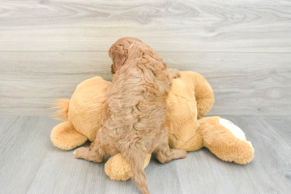 Cavapoo Puppy for Adoption