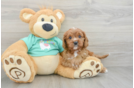 Sweet Cavapoo Baby