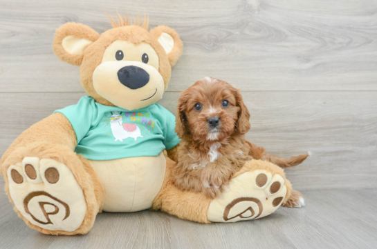 Sweet Cavapoo Baby